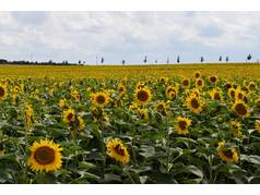 Slunečnice roční (Helianthus annuus L.) (zobrazeno 113x)